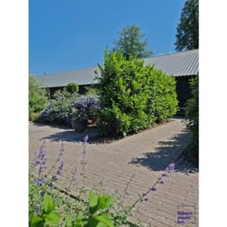 Stonique trommel waalformaat 20x5x7 cm mangaan 5